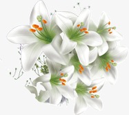 Lilium