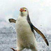 踊るペンギン