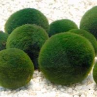 毬藻