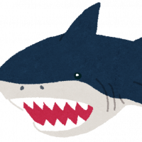 刺身サメ