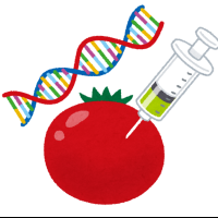 トマト（遺伝子組換え）